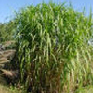 perennial floral plant