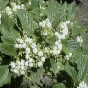 hedge flowering shrub