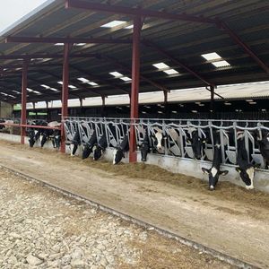 cattle headlock