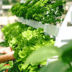 vertical farming system