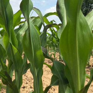 silage corn seed