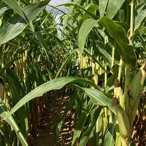 grain corn seed