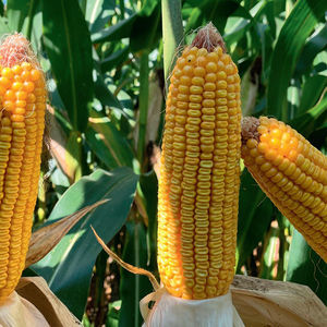grain corn seed