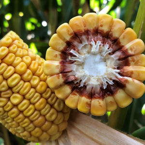 grain corn seed