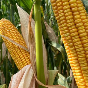 silage corn seed