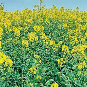 medium early rape seed