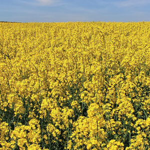 medium early rape seed