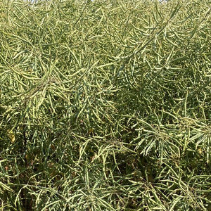 medium early rape seed