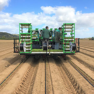 tomato transplanter 1