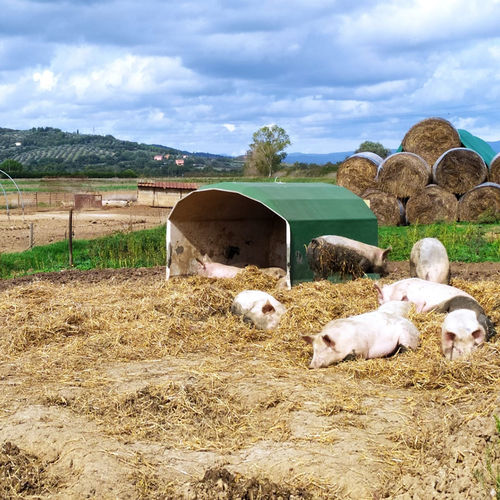 Livestock shelter - AGRIBOX 5P - AGRITECH S.R.L. - for piglets / group / steel