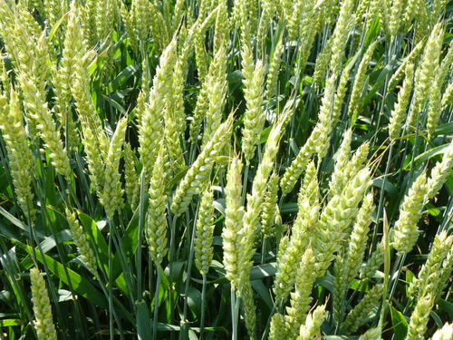 Very early wheat seed - HYBIZA - Saaten-Union GmbH - powdery mildew resistant / rust resistant / septoria resistant