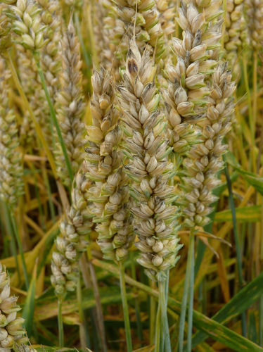 Early wheat seed - HYDROCK - Saaten-Union GmbH - powdery mildew resistant / rust resistant / septoria resistant