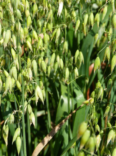 Early oat seed - KEELY - Saaten-Union GmbH - powdery mildew resistant / rust resistant / resistant to lodging