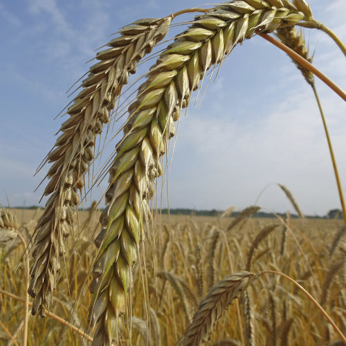 Medium early rye which seed - SU COSSANI - Saaten-Union GmbH - winter / autumn / summer