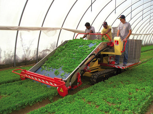 Vegetable harvesting machine - FR 32 - De Pietri srl - self-propelled / tracked