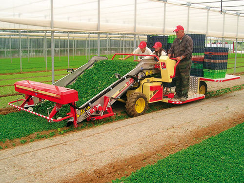 Vegetable harvesting machine - FR 38 SPECIAL - De Pietri srl - self-propelled
