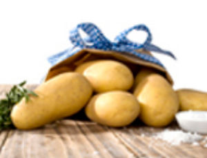 Medium early potato seed - Allians - EUROPLANT Pflanzenzucht GmbH - edible / long / leaf blight resistant