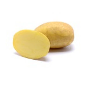 Medium early potato seed - Donata - EUROPLANT Pflanzenzucht GmbH - edible / long / common scab resistant