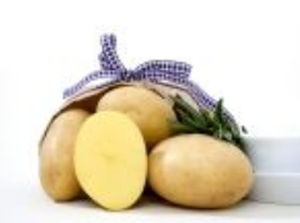 Early potato seed - Elfe - EUROPLANT Pflanzenzucht GmbH - edible / long / common scab resistant