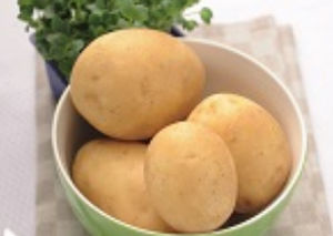 Early potato seed - Isabelia - EUROPLANT Pflanzenzucht GmbH - edible / long / potato wart resistant