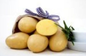 Medium early potato seed - Regina - EUROPLANT Pflanzenzucht GmbH - edible / long / potato wart resistant