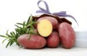 Medium early potato seed - Valery - EUROPLANT Pflanzenzucht GmbH - edible / long / common scab resistant