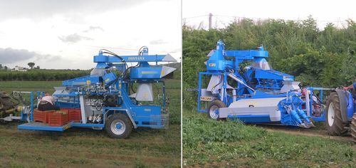 Bean harvesting machine - RF1 - Fontana S.r.l. - attrezzature agricole - green beans / towed / aspiration
