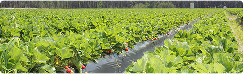 Soil cover sheeting - POLIVOUGA Indústria de Plásticos, S.A. - row cover / LDPE / biodegradable