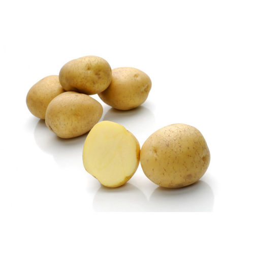 Medium early potato seed - Caruso - Solana GmbH & Co. KG - edible / medium / short