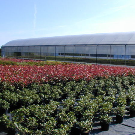 Greenhouse sheeting - TRC - SOTRAFA, S.A. - EVA / thermal / transparent