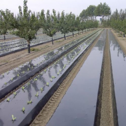 Weed control sheeting - SOTRAFILM NG - SOTRAFA, S.A. - LDPE / thermal / perforated