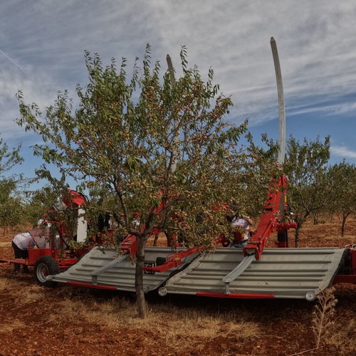 Almond tree shaker - MAJA AUTOMATIC LK - Weremczuk FMR Sp. z o.o. - towed / hydraulic / small tree