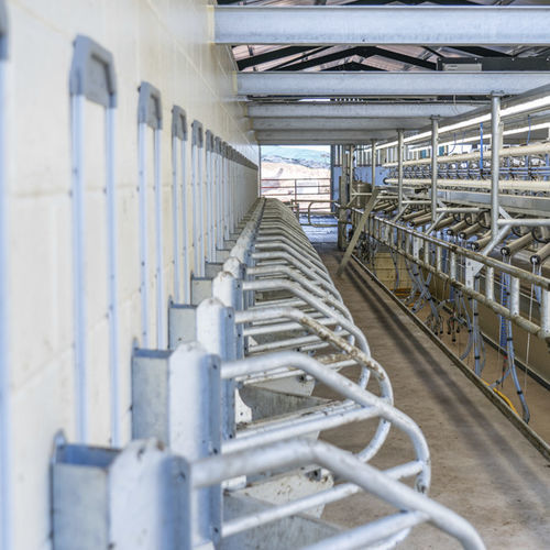 Sheep identification system - ATL - Agricultural Technology Ltd. - for goats / for cows / automatic