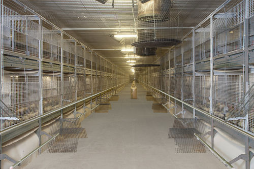 stainless steel frame layer rearing cage - Big Dutchman