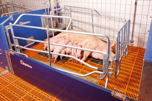 Farrowing stall - Big Dutchman
