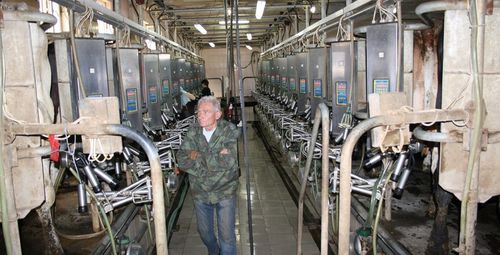 Cow milking parlour - MEH - Bratslav A.L.C. - herringbone