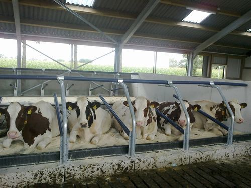Cattle Welfare cow cubicle - Relaxboard - AGRIPROM - Cow Positioning / Dairy Housing / Lying Comfort