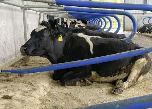 Dairy Barn cow cubicle - Cubicle - AGRIPROM - Cattle Housing / Cow Comfort / Natural Cow Behaviour