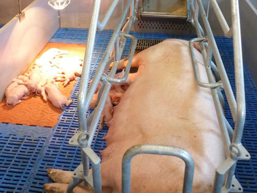 Anti-crush protection farrowing stall - CAWI International - adjustable