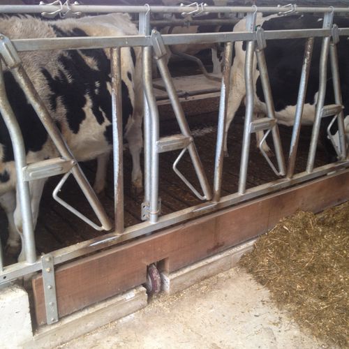 Cows headlock Cowhouse International bv selflocking / oblique