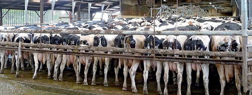 Livestock gate - CRD - Concept Rolland Developpement - corral / for cows / stainless steel