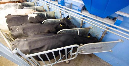 Cattle trough - Dairymaster - stainless steel / wall-mounted / in milking parlor