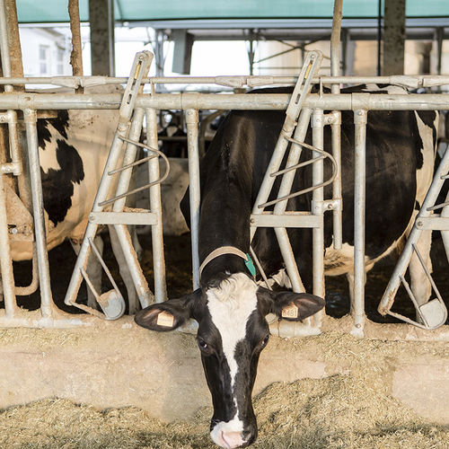 Cattle headlock - DUE A s.r.l. - self-locking / oblique / tubular