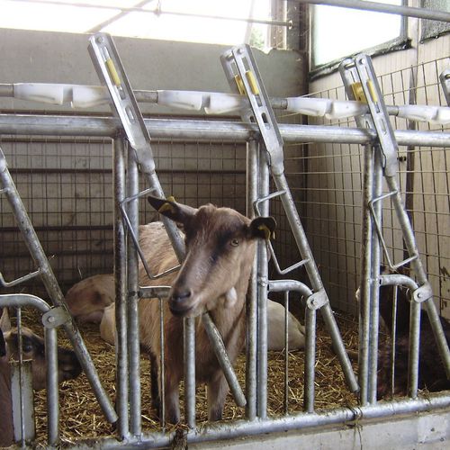 Goat headlock DUE A s.r.l. sheep / selflocking / tubular