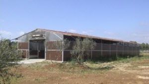 Poultry barn - Fm Grupo