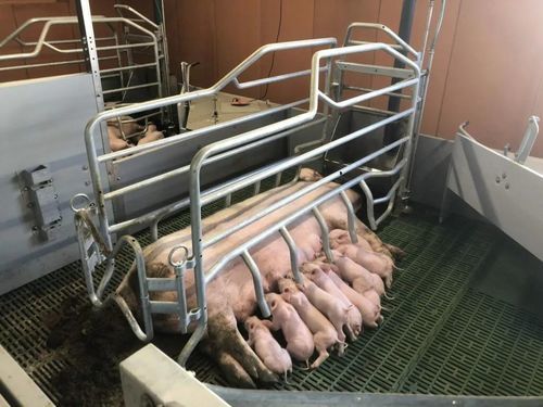 Pig farrowing stall - PROTEK + - I-TEK - anti-crush protection