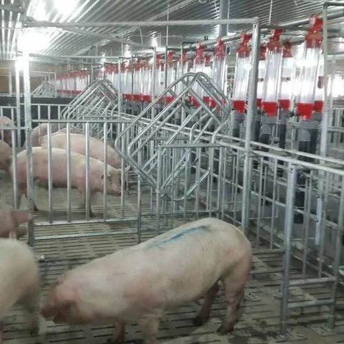 Pig gestation stall - GEVISPACE - I-TEK - with sow lift