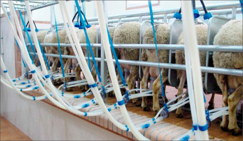 Goat milking parlour - J. Delgado S.A. - parallel / rapid exit