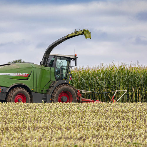 Early corn seed - ZIMO - KWS SAAT AG - grain / silage
