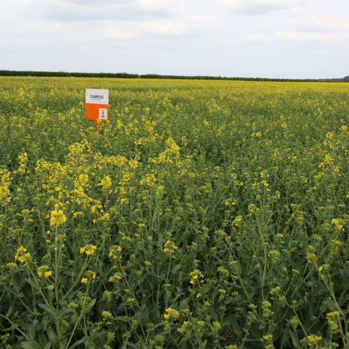 Autumn rape seed - CAMPUS - KWS SAAT AG - leaf blight resistant / resistant to lodging / oilseeds and protein crops